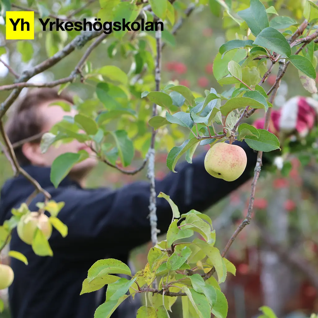Foto på en kille som tar ett äpple från ett träd. Yrkeshögskolans logotyp ligger placerad till vänster i bilden. Foto: Tina Engström