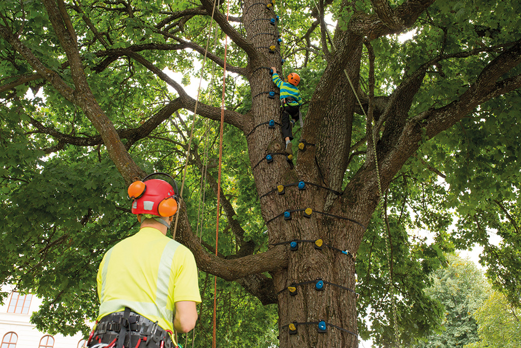 Foto på pojke som klättrar i ett träd med säkerhetssele och en vuxen man som håller i selen.