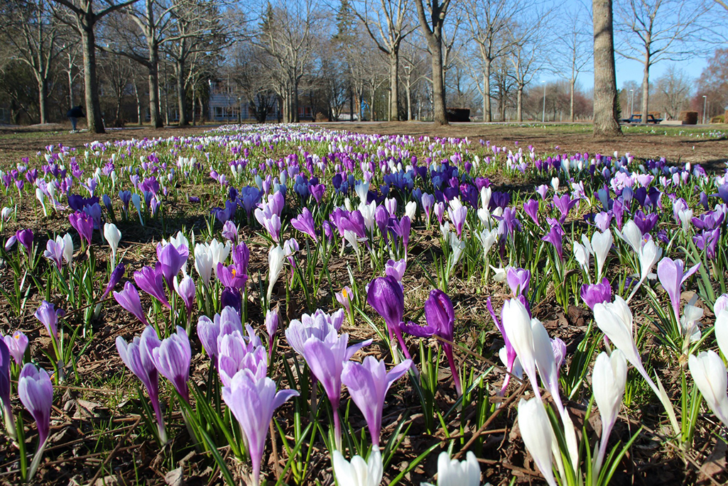 Foto från Åpromenaden på våren. I fotot syns vita och lila krokusar i en gräsmatta.